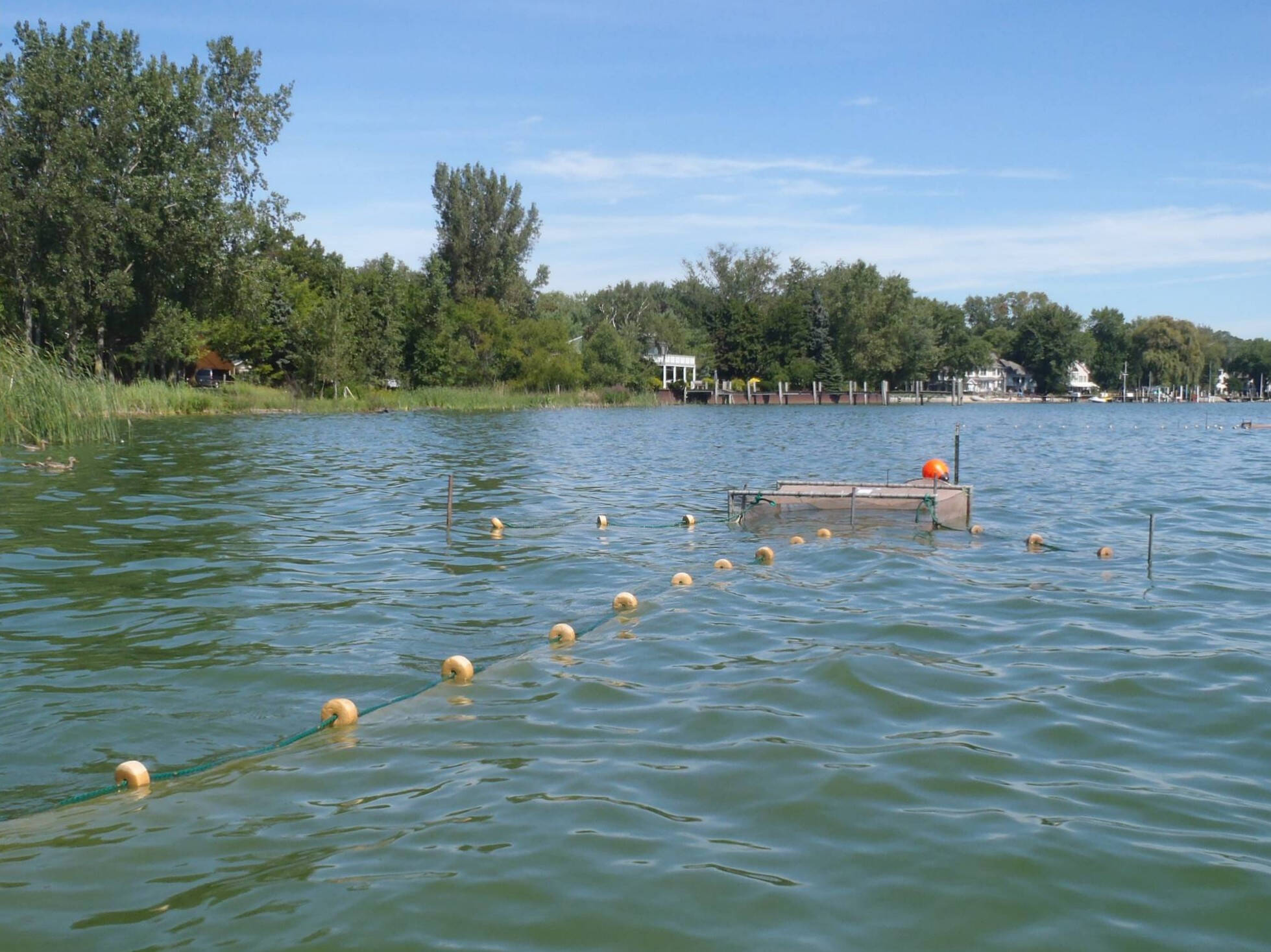 A fyke net is deployed in a lake lined with trees; homes and docks can be seen in the distance.